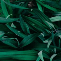 testimonials and mental health services