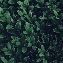 mental health services